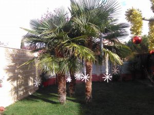 decoracion sonia faraco3